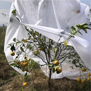 �羳�¿�ֲ�����̺�Ӻ�ֲ������������߲˷������w���o����