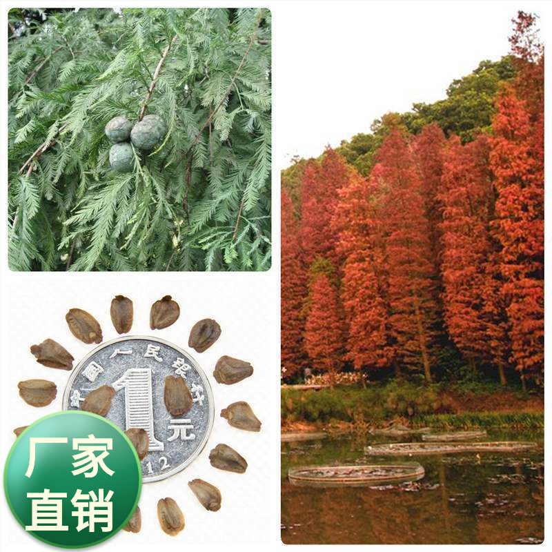 林木种子杉木种子杉树种子池杉水杉柳杉落羽杉速生杉木树种籽绿化