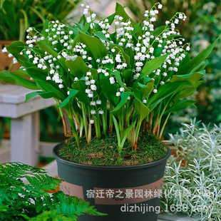 Deliver Lily of the Valley Orchid Lily of the Valley Root Potted Balcony Planting Potted Florals Lily of the Valley Seedlings with Buds Shipped and Blooming in the Same Year