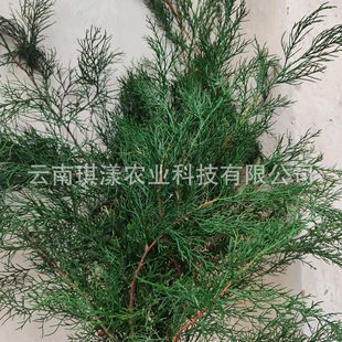 Yunnan direct supply eternal pine and cypress branches Christmas tree decoration materials DIY handmade wreath flower arrangement home ornaments wholesale
