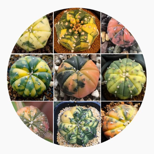 Звездный карманный парчовый, звездный карманный парчовый, планетарный парчовый, арбузный звездный карманный суккулент, реальное фото 3-5 см