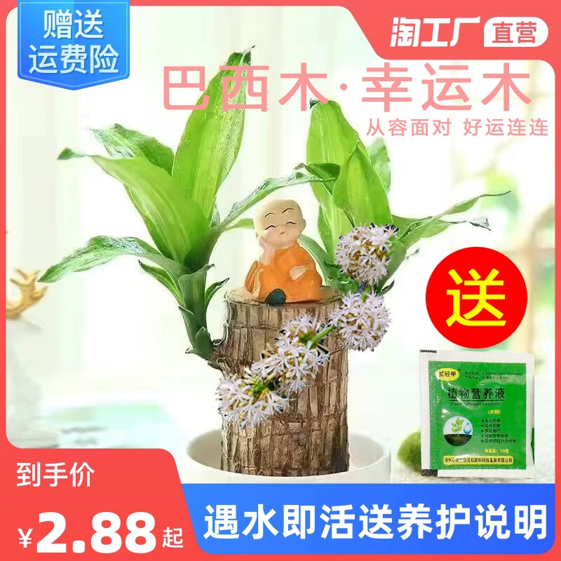 Бразилия Wood Groot Tree Люди цветок вода культура Lucky Wood Крытый хороший ленивый цветок мини-зеленое растение в горшке