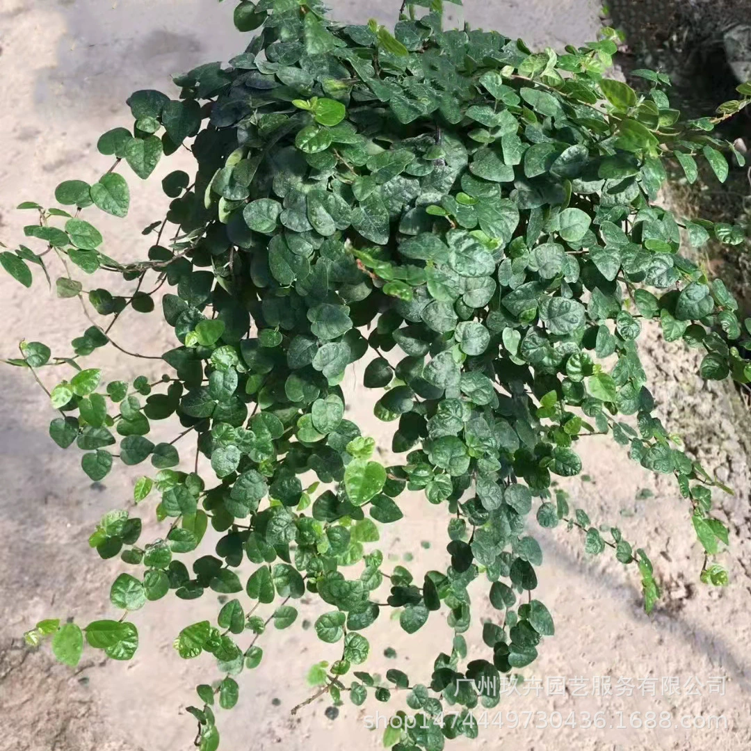 Зеленый лист Thunderbolt Маленький лист Thunderbolt в горшке Папоротник Бонсай Растения Гостиная Комнатные листья Зеленые растения Вечнозеленые All Seasons