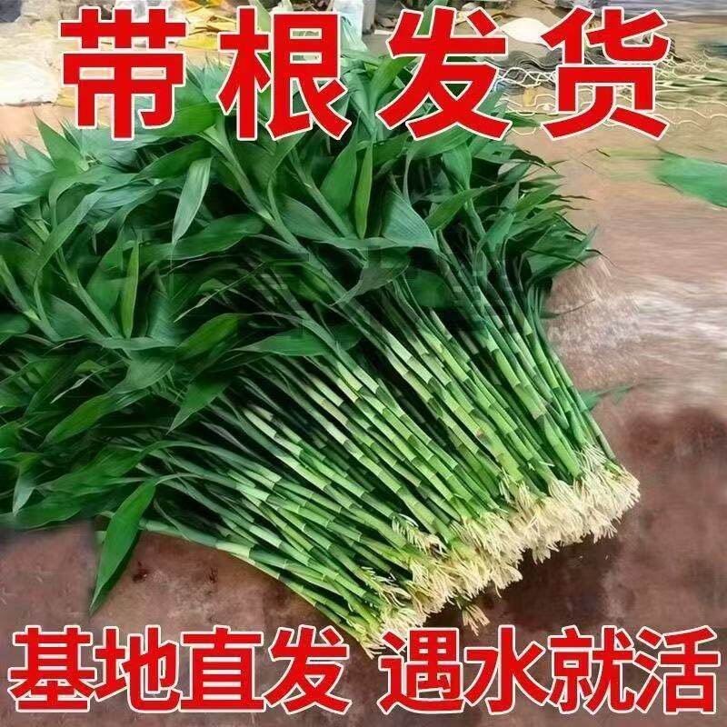 Directly shipped from the base, this lucky bamboo with large leaves and thick stems is suitable for water culture in the living room, purifies the air, and is evergreen all year round Directly shipped from the base, this lucky bamboo with large leaves and thick stems is suitable for water culture in the living room, purifies the air, and is evergreen all year round