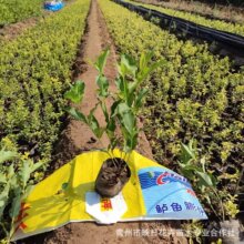 �t�����\��������С��ľ�������l ������ľɽ�|���� ��·���@�G��