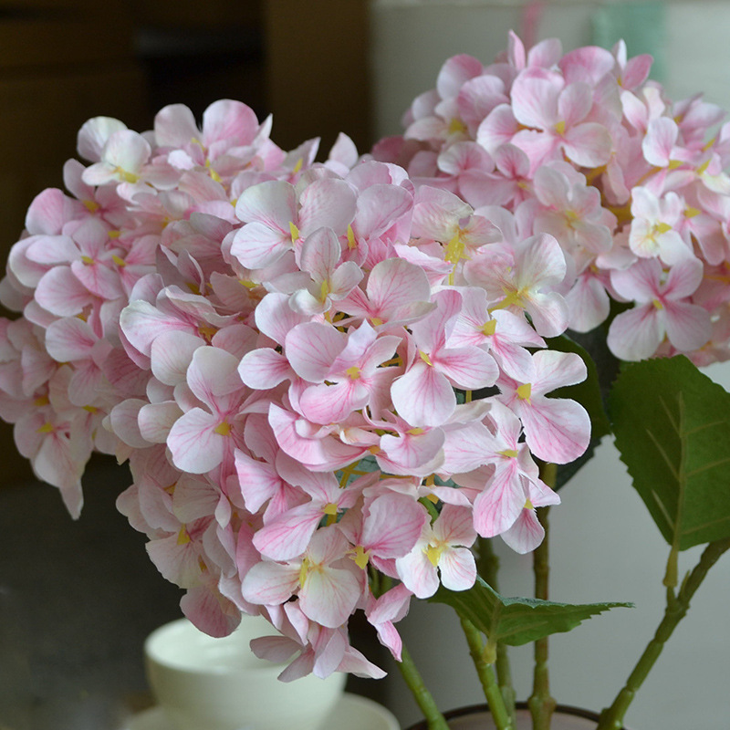 DSC_0123.jpg