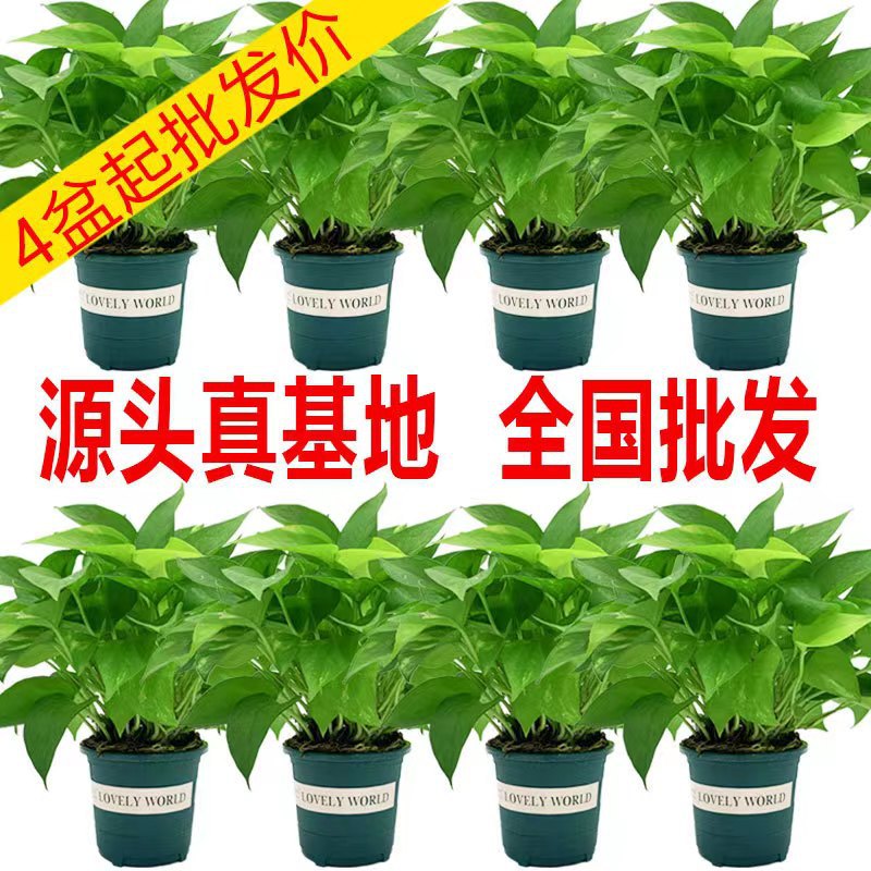 180 plantas verdes em vaso para interiores, fáceis de cultivar, pothos de folhas grandes, planta de flores, base de origem, mercado atacadista direto.