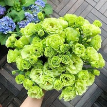 ��۹��N���҃��ļ��N�׻����Ի��������_�����N���ѻ���ֲ�ﻨ��