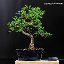 罗汉松盆景雀舌罗汉松盆栽榆树五针松老桩迎客松

造型景观黄杨