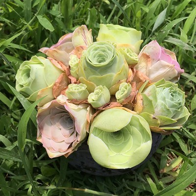 마운틴로즈 랜덤C조합 5개 (현재 성장기, 녹색)