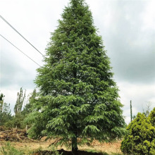 ѩɘļɘСͥԺͺеGL}Qѩɘ