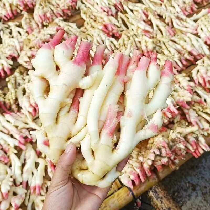 Shandong Red Ginger Sprouts, Young Ginger, New Ginger, Red Ginger Sprouts, Fresh Ginger Wholesale, Pickled Sugar Vinegar Ginger, Seasonal Vegetables Shandong Red Ginger Sprouts, Young Ginger, New Ginger, Red Ginger Sprouts, Fresh Ginger Wholesale, Pickled Sugar Vinegar Ginger, Seasonal Vegetables