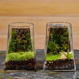 微景观瓶;密封盒储物罐;玻璃杯