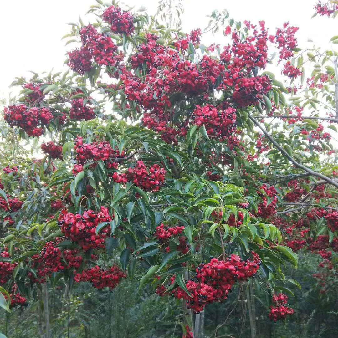 Саженцы дерева дикой утки Фуцзянь, куриные глаза, куриные желудки, черные глаза, плоды куриных почек, ароматное дерево, дерево дикой утки 5cm