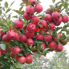 果園南北方種植蘋果樹苗魯麗蘋果樹苗紅富士新紅星蘋果 成活率高