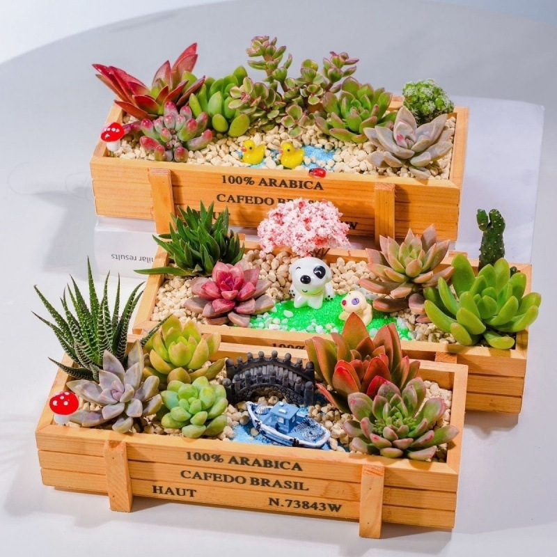 Succulent Plant Combination Potted Creative DIY Material Package Ornaments Interior Decoration Creative Desktop Succulent with Pot