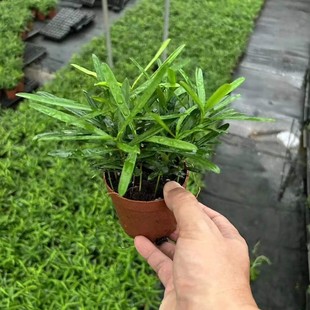 С���_�h��������ȸ����辰�҃���ֲ���ļ���������Gֲ��ɽ�䘶