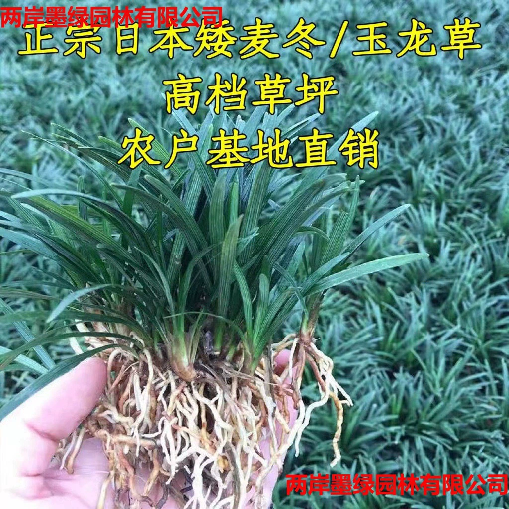 Производитель оптом поставляет саженцы гнома Ophiopogon japonicus, газон гнома Ophiopogon japonicus, газон гнома Ophiopogon japonicus, траву нефритового дракона, вечнозеленую виллу во дворе круглый год.