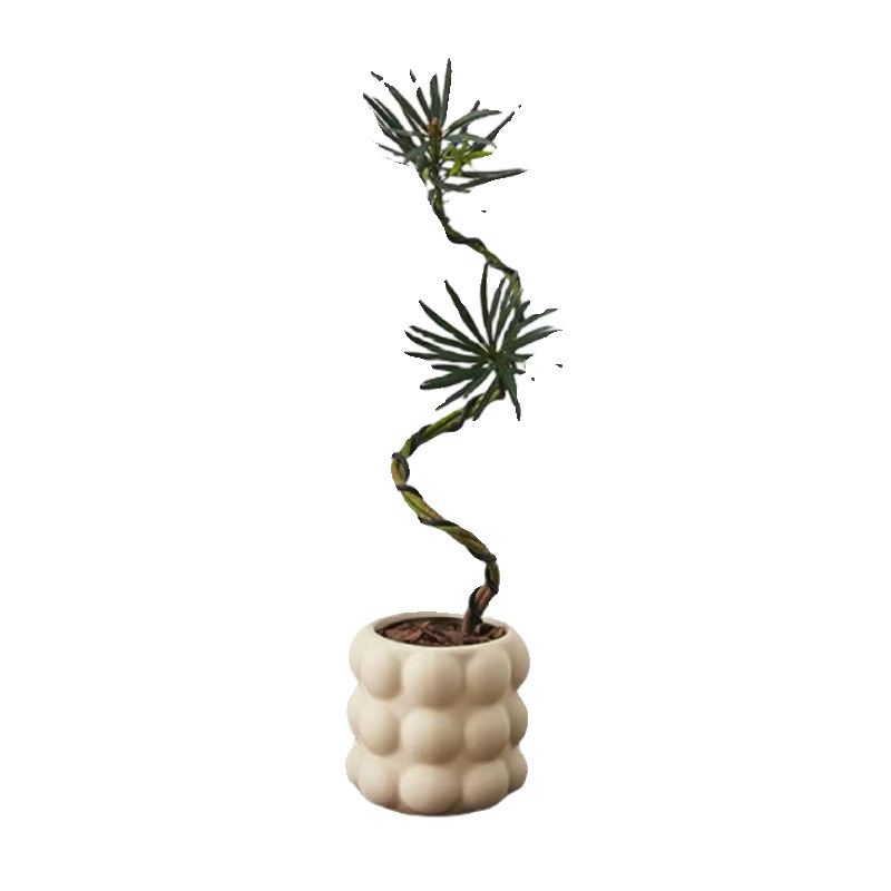 Plántulas de pino Podocarpus de estilo nórdico, forma de pino de bienvenida, planta verde de escritorio, sala de estar interior, planta de paisajismo, planta en maceta que absorbe formaldehído image 6
