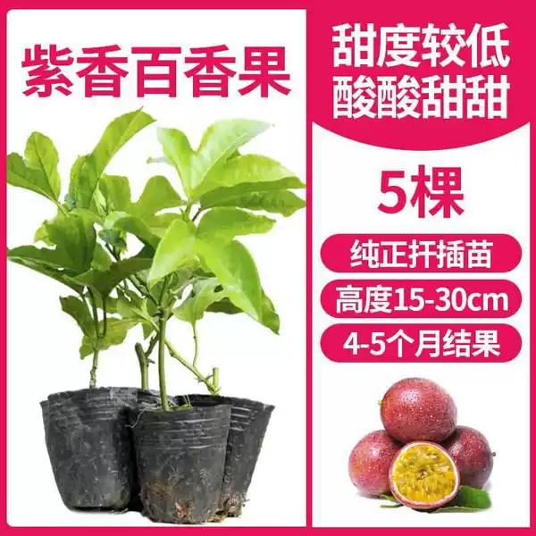 5 purple passion fruit (moderately sweet and sour) +80cm (inclusive)-89cm (inclusive)