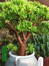 吸财树多肉植物老桩5年大棵整桩猫群生多头阳台盆栽花卉包邮素虹