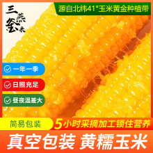 东北真空包装黏玉米棒黄糯苞米5根即食低脂代餐饱腹朝阳产甜玉米