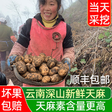 新鲜天麻斤云南昭通非干乌野生材粉片正旗舰店