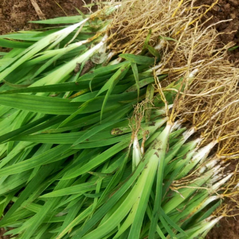 Шиган большой рассада оптом дюймовый сухой рассада бабочка цветок рассада база прямая переработка лекарственных материалов