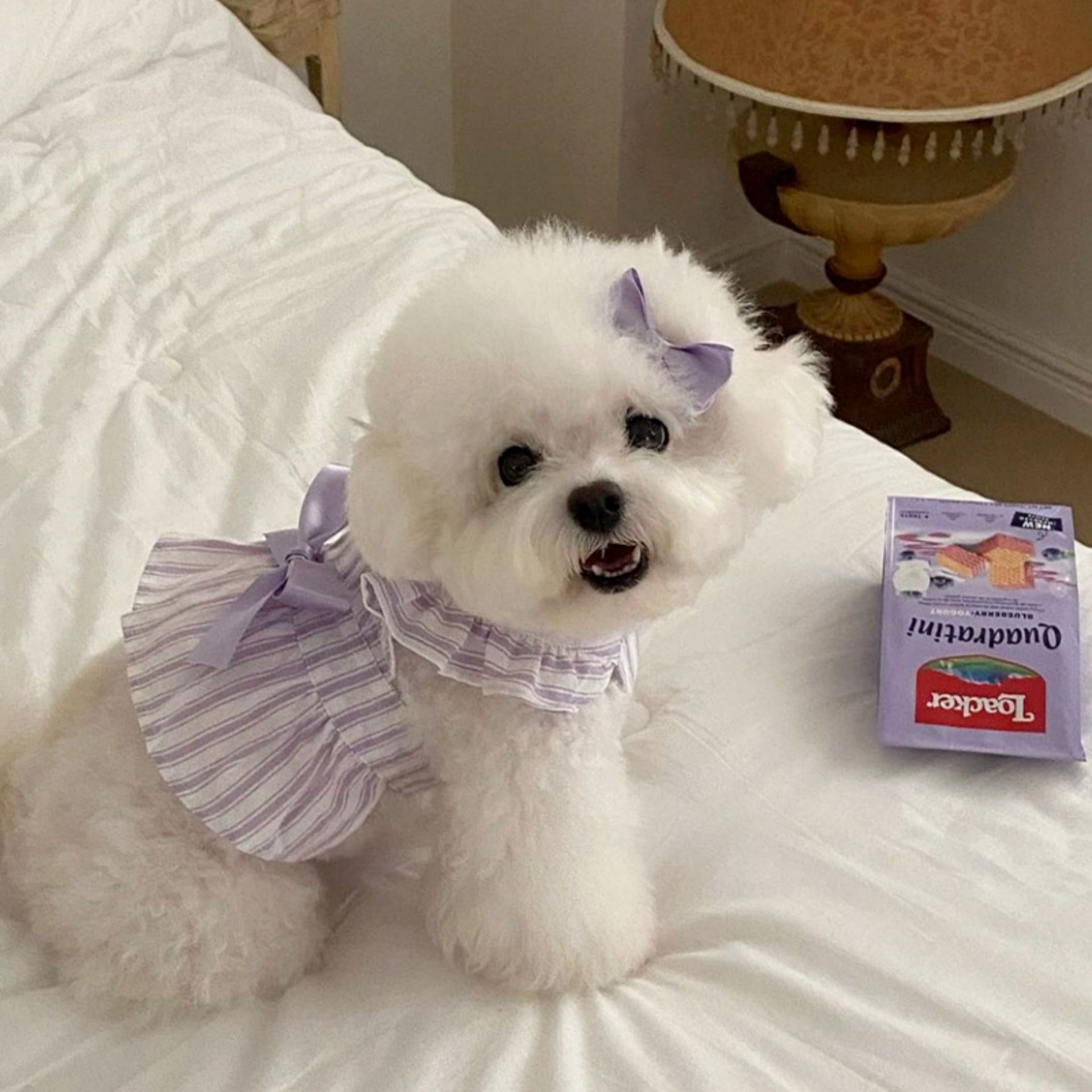 Robe de princesse d'été pour chien petit chien et chat_voghion.com
