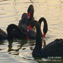 �����Z���w�^�pˮ������ �^�p���Ȍ����@����չ�[ �����Z������