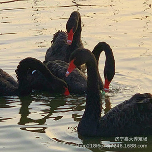 �����Z��B���� �����Z���w�� �����Z�Bֳ������ʲôҪ�� �^�p��