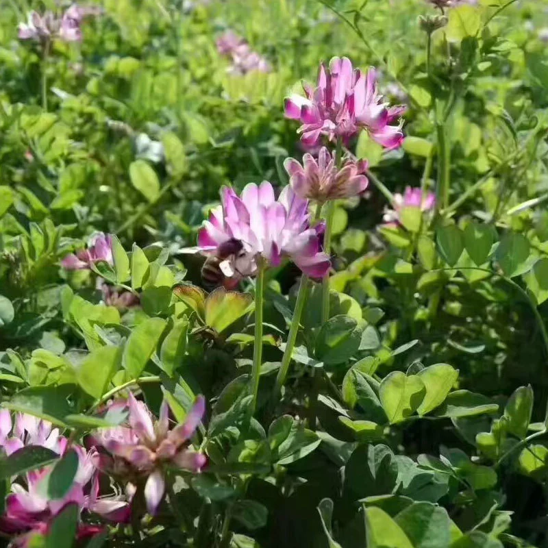 Китайский Vetch Семена Фруктовый сад Зеленый навоз Сафлор трава Семена Четыре сезона высокая урожайность кормовых семян Пчеловодство Мед источник пейзаж семян