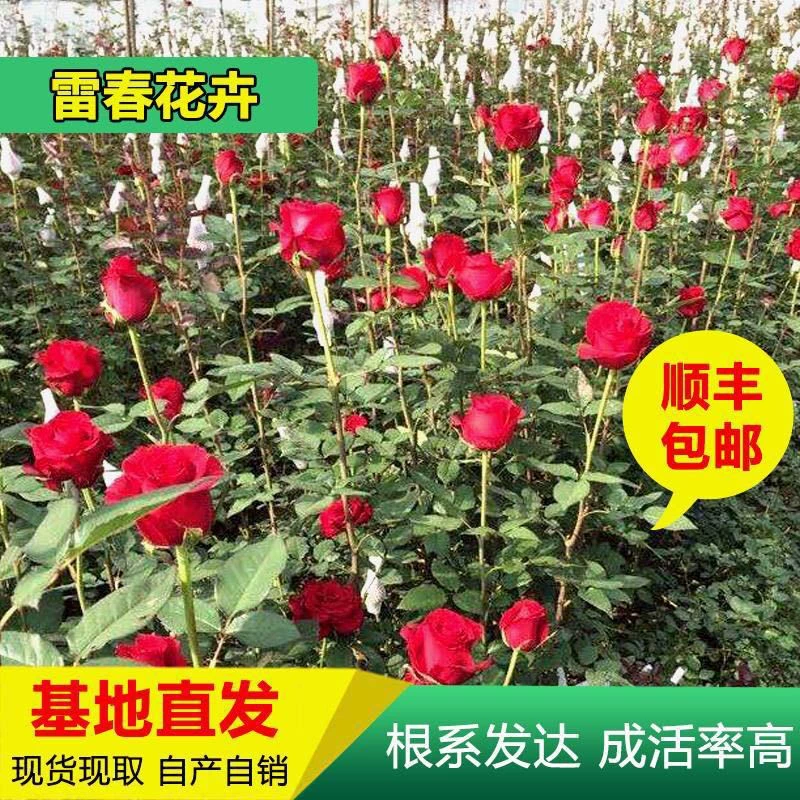 50 Почтовые расходы Sunfeng Юньнань Куньмин Дунань Разные цвета Рассада роз Голые корни Резка рассады