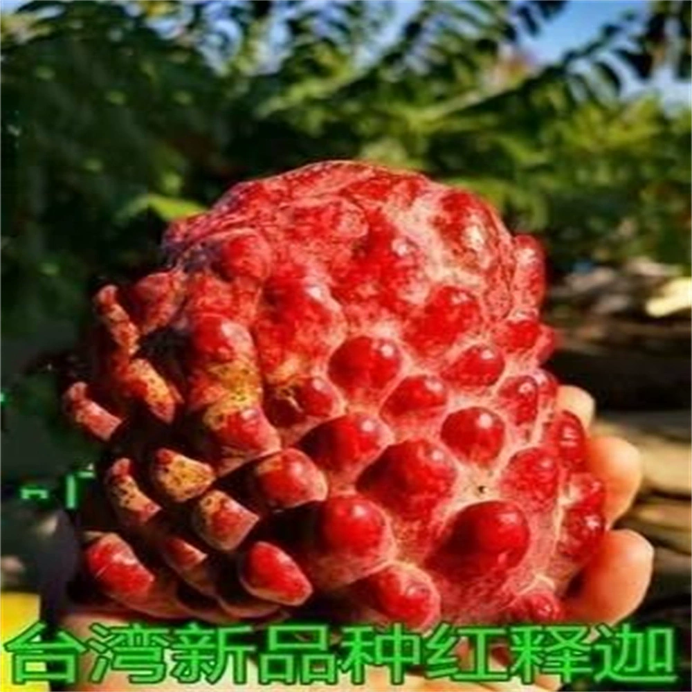 Четыре сезона Фруктовая рассада Сакьяма Фруктовая рассада Тайвань Ананас Сакьяма Фруктовая рассада года Плоды Будды Рассада аноны