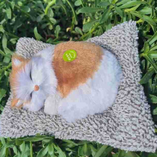 Gato amarillo y blanco grande para enviar un gato de pelo gris