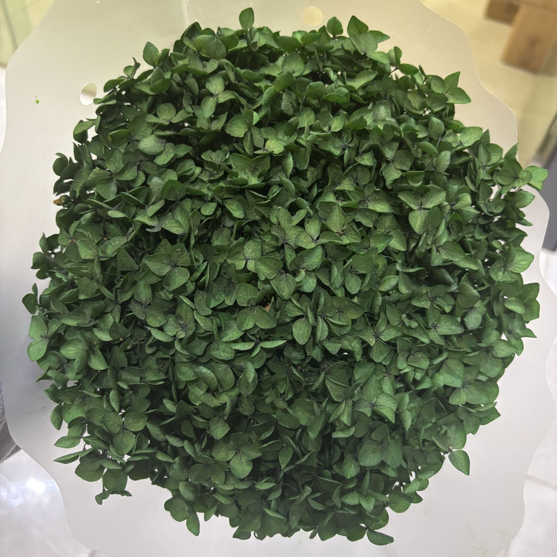 Color-absorbing hydrangea green