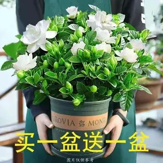 买一送一大盆牡丹栀子花四季开花绿植室内桌面盆栽净化空气吸甲醛