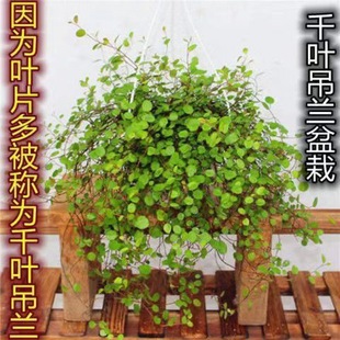 Chiba Chlorophytum Indoor Flower Potted Green Plant Wall-Mounted Four-Season Evergreen Plant Living Room Purifies the Air and Absorbs Formaldehyde