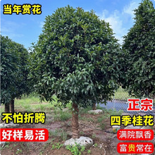 ���͹𻨘���ͥԺ�e��ԭ����𵤹�����ͻ�������ֲ���ļ���G��