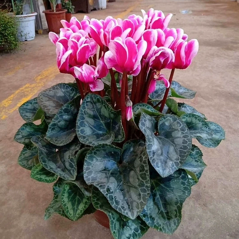 Дропшиппинг луковиц крокуса, горшечных зеленых растений с цветком кроличьих ушей, для внутреннего балкона, хорошо подходит для просмотра в любое время года, легко выращивается