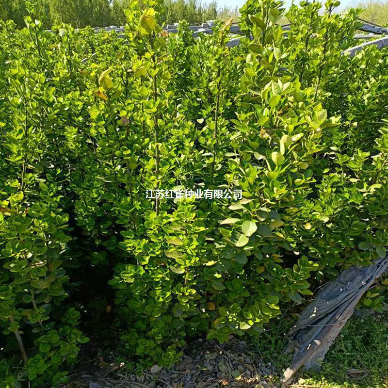 Озеленение саженцев Хоккайдо берескета ежевая изгородь кластер 1,2 метра 1,5 метра база рассады Хоккайдо берескесус макрофилла