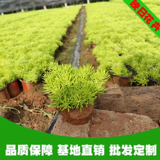 金叶佛甲草盆栽苗基地宿根黄金条屋顶绿化植物耐寒旱植物黄金条
