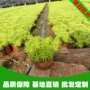 盆栽植物基地耐寒黄金条
