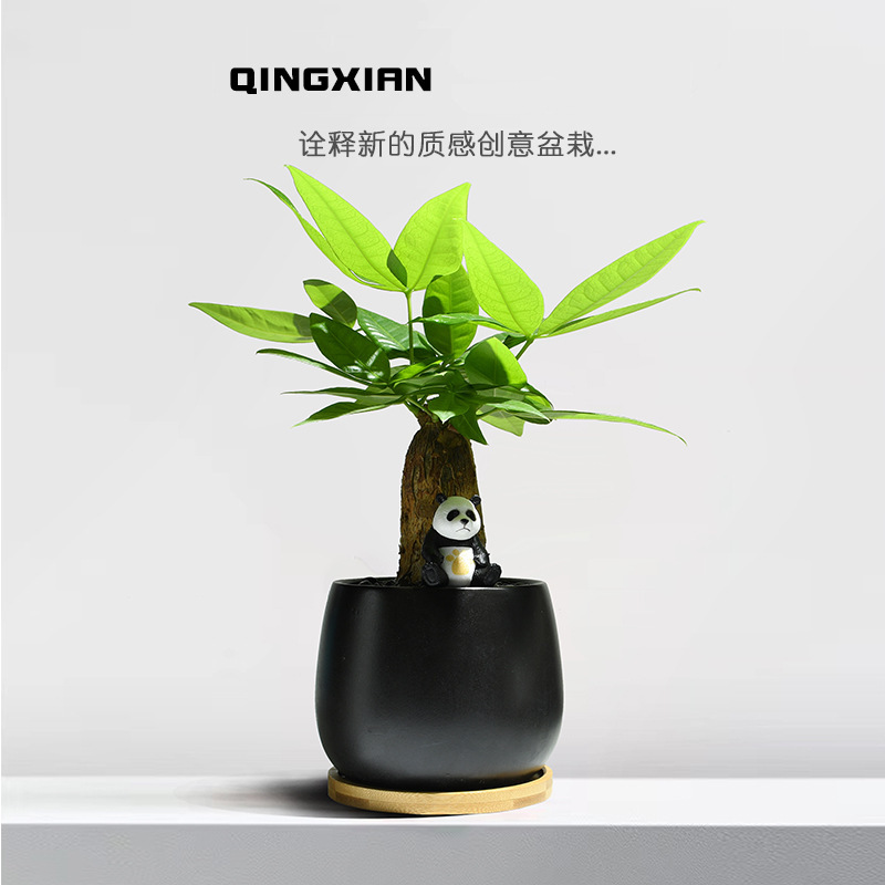 Money Tree Indoor Potted Plants, Living Room, Shade-Tolerant Green Plants, Office Desktop Florals, Evergreen All Year Round, Easy to Grow and Bring in Wealth and Treasure Plants