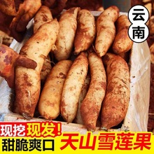 云南天山雪莲果9斤新鲜红沙泥雪莲果新鲜水果时令水果整箱包邮