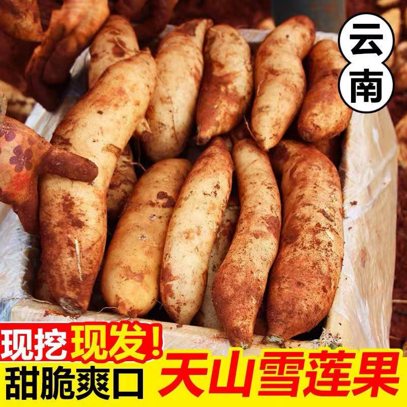 Юньнань Тяньшань корень снежного лотоса 4.5kg свежая красная глина корень снежного лотоса свежие фрукты сезонные фрукты целая коробка Бесплатная доставка