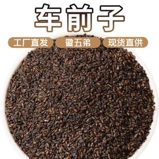 ������r��܇ǰ�ӷN�Ӳ�Դ�^���Sֱ�l��Ʒ��؛���l���۰��]܇ǰ��