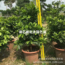 神秘果树苗 变味果苗 改变味觉酸变甜神秘果 树苗 当年结果水果苗