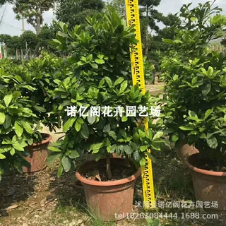 神秘果树苗 变味果苗 改变味觉酸变甜神秘果 树苗 当年结果水果苗