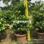 改变神秘果果苗